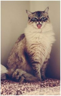 Аня Стрелецкая