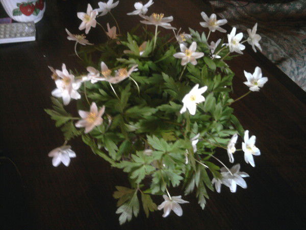 Люда Пугачева