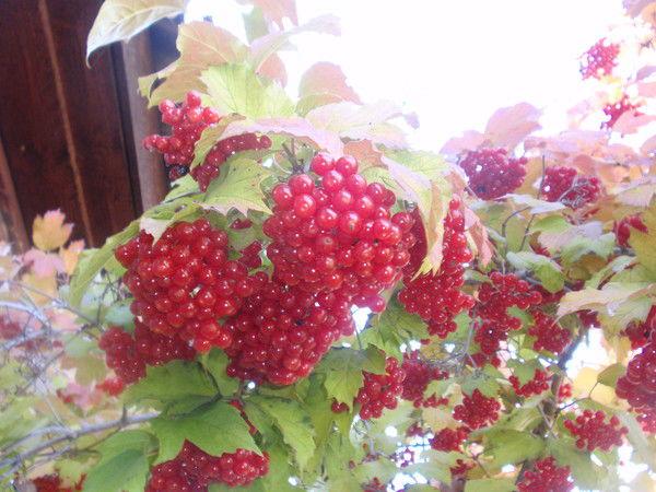 Елена Никитина