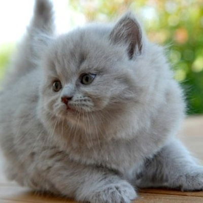 Саша Малинова