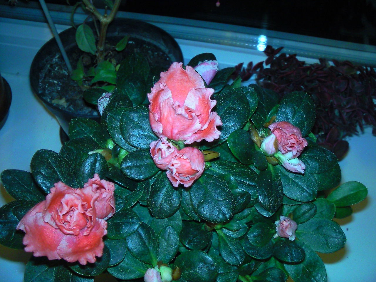 Анюта Яковенко