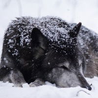 Арина Сикорская