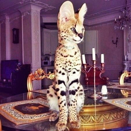 Оля Васильева