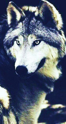 Александр Лащёв