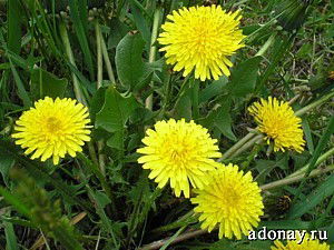 Юлия Викторова