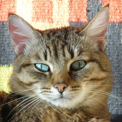 Надежда Мулендеева