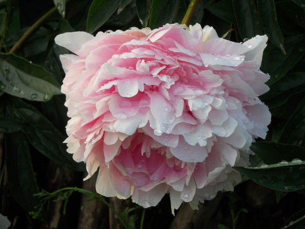 Татьяна Маликова