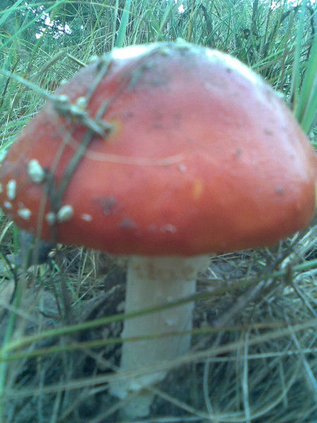 Ирина Мамедова