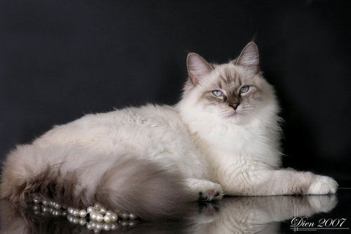 Юлия Пантера