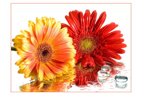 Анна Петецких