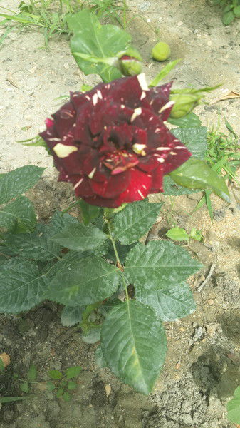 Наталья Гор