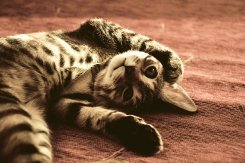 Анжела Русакова