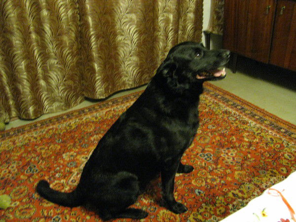 Вадим Гореликов