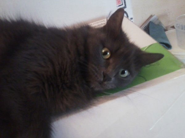 Рамиль Поршунов