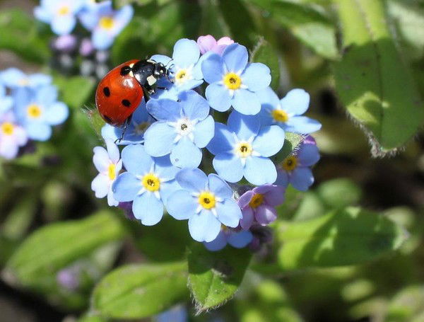 Ольга Кротова