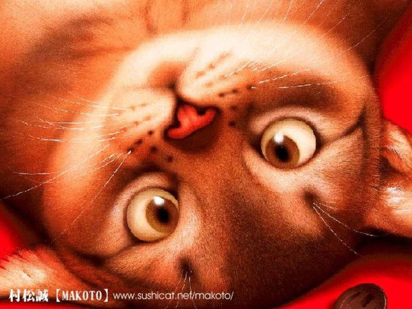 Светлана Шапкина