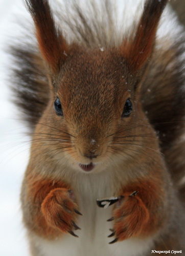 Сервис Продукт