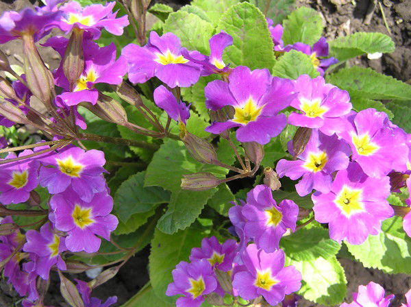 Людмила Ракша