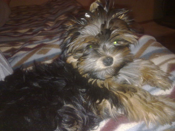 Максим Сидоров