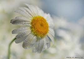 Цветочек Ризокулова