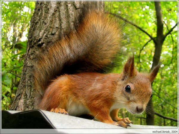 Ванда Дубейковская