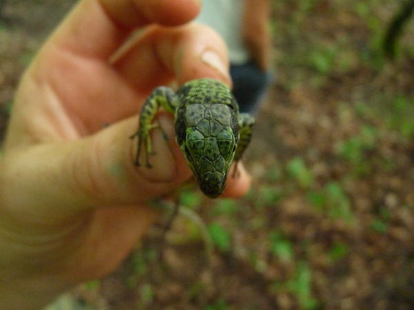 Надежда Луцишина