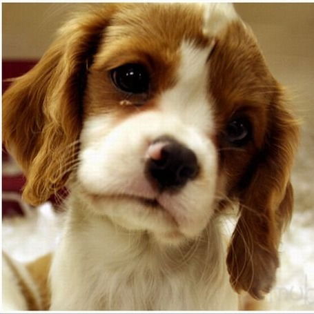 Анастасия Тимофеева