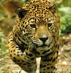 Дима Соболевский