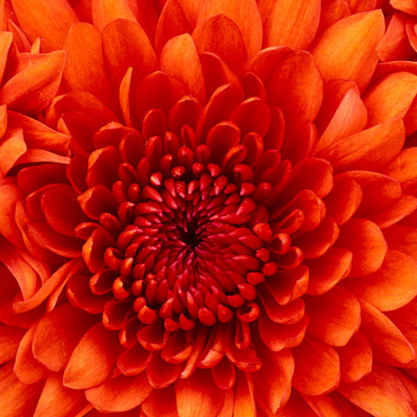 Евгения Полякова