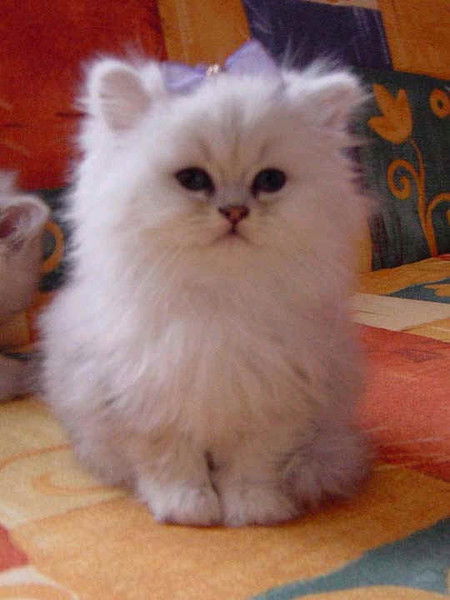 Ирина Трапезникова