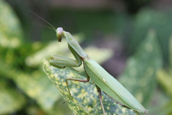 Анатолий Зубков