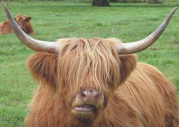 Николай Пархомец