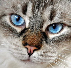 Ирина Кирилова