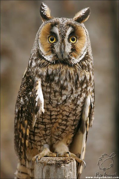 Людмила Дочь Александра