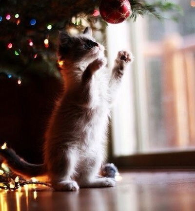 Владислава Іщук