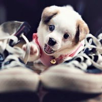 Владислав Мальцев