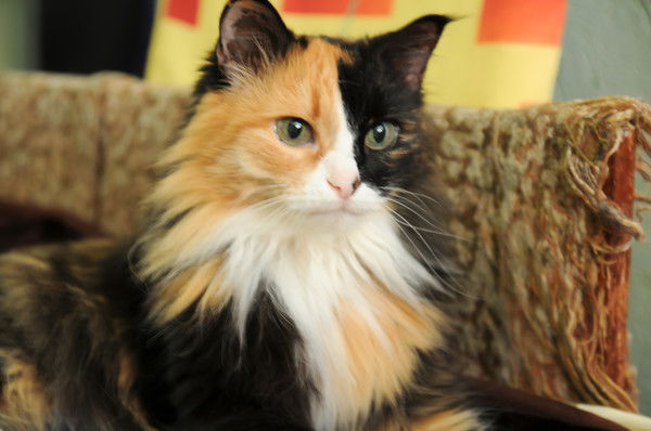 Лёва Селезнёв