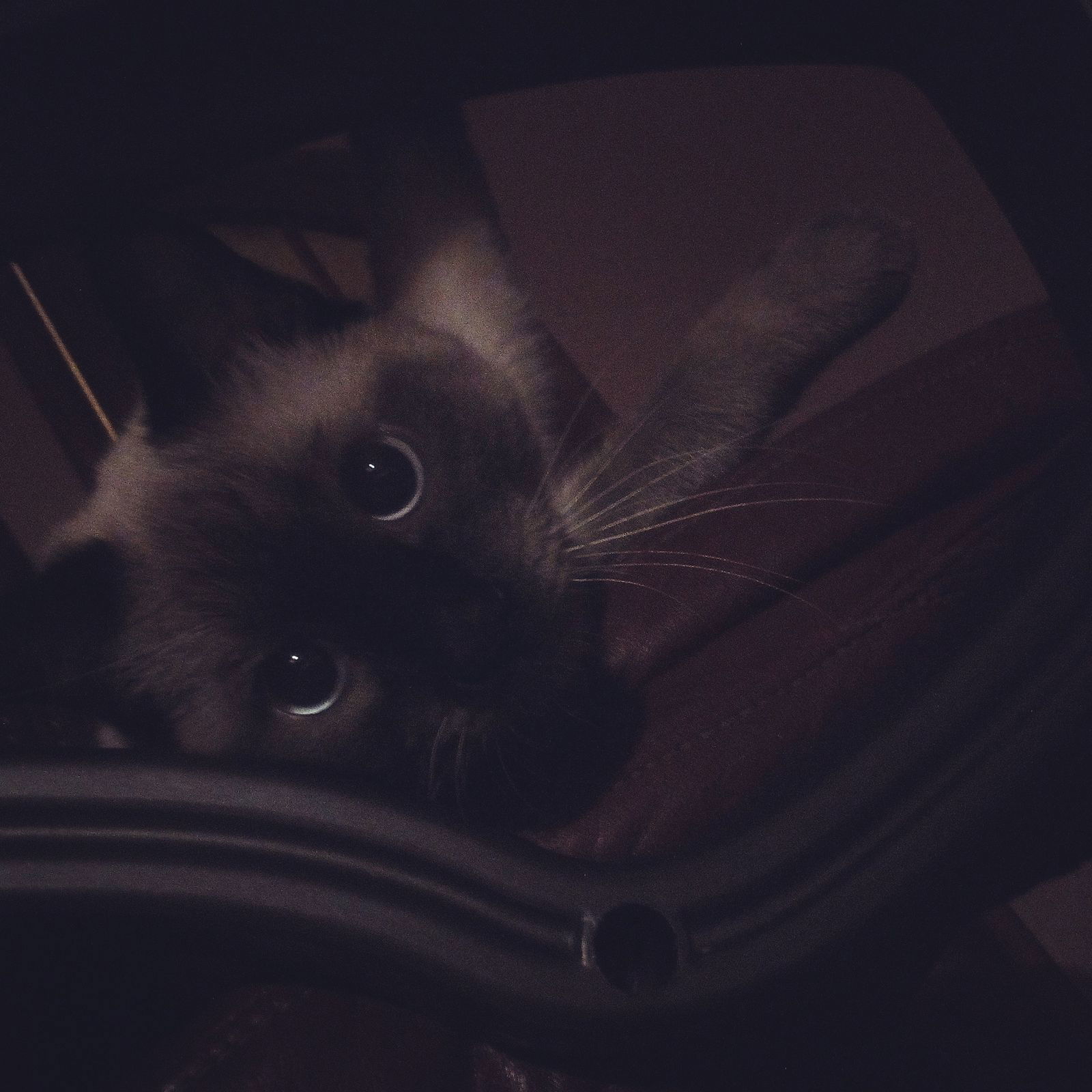 Ксения Свидерская