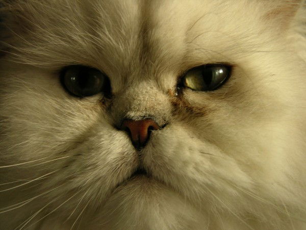 Александр Федосов