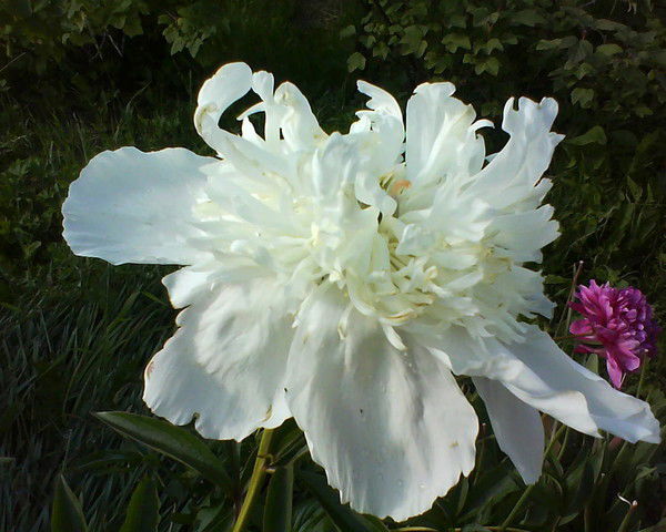 Надежда Барановская