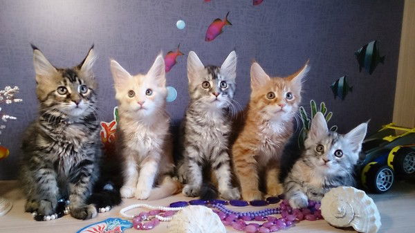 Анна Королева