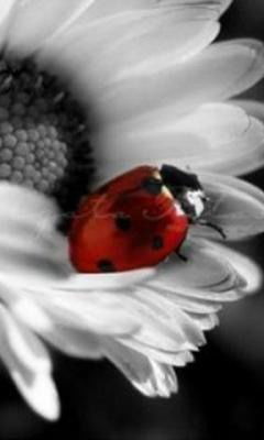 Rezuana Dzhappueva_Z