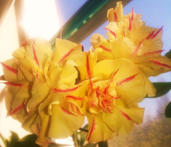 Анна Рубанович