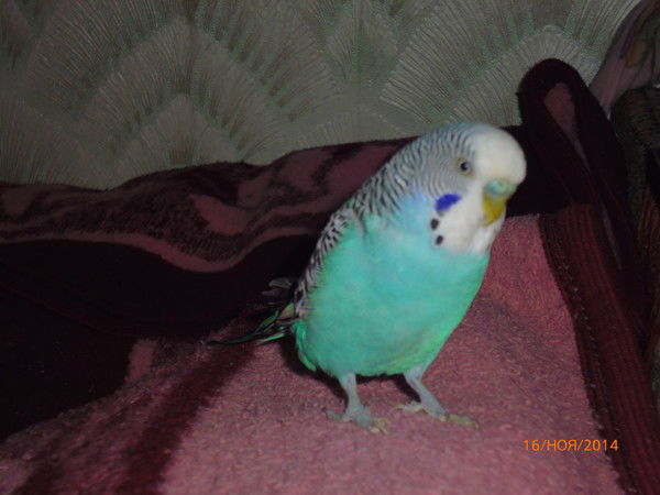 Виктор Мартинзон