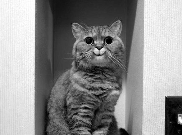 Денис Рамазанов