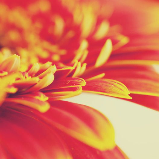 Ольга Шураева