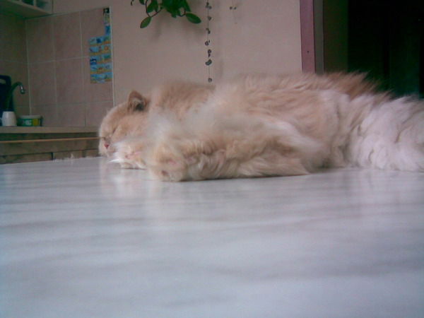 Света Понкратова