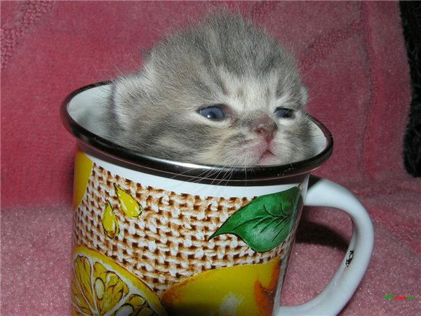 Лариса Корнилова