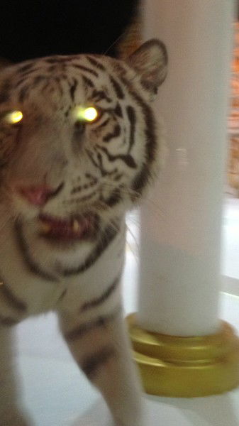 Илья Нехорошков