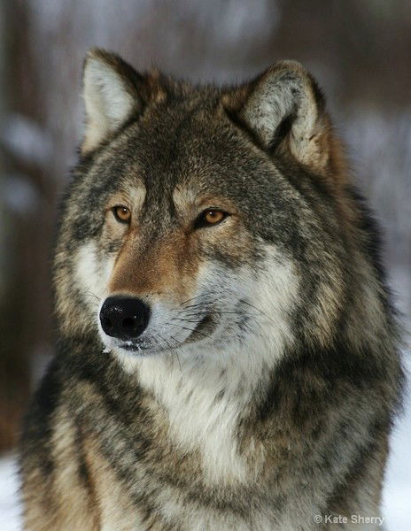 Юрий Басов Мл.